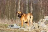 CANE CORSO 745